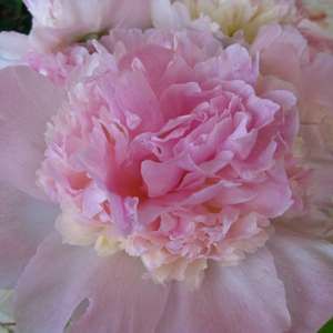 Meet your Posher, Joann